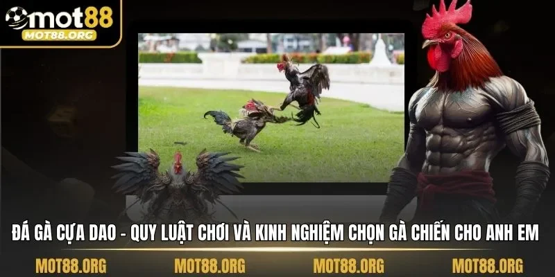 đá gà cựa dao